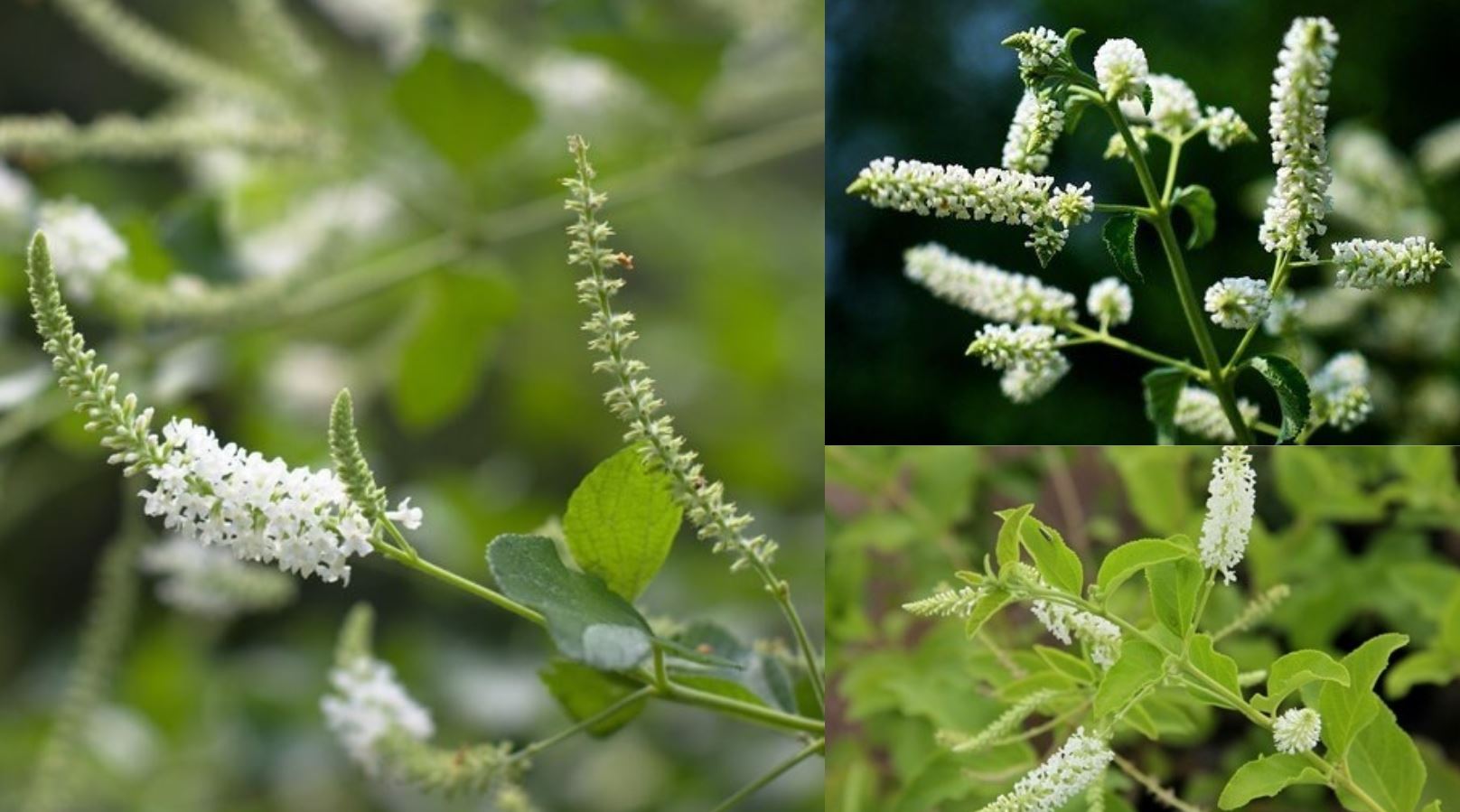 Đặc điểm nổi bật của cây Bạch Trầm Hương